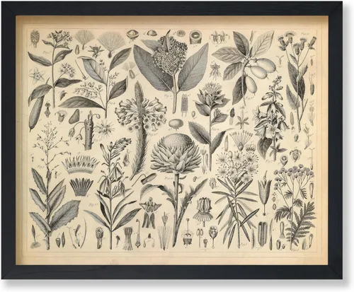 Miniatura 58 de Poster Master Póster Vintage de Plantas Cultivadas - Impresión Botánica Retro - Arte de Flores - Arte de Plantas - Regalo para Hombres y Mujeres