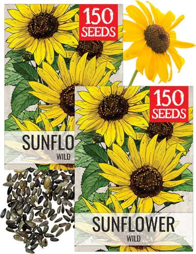 Miniatura 14 de Seed Needs Semillas de girasol para plantar girasoles de manchas solares enanas, semillas de flores de corte anual de polinización abierta