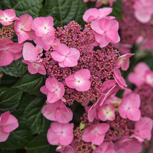 Miniatura 2 de Blooming & Beautiful - Pop Star Bigleaf Hydrangea - 3 gal - Hortensias de verano sin fin - Rebloomer pesado compacto - Flores azules rosadas - Zonas