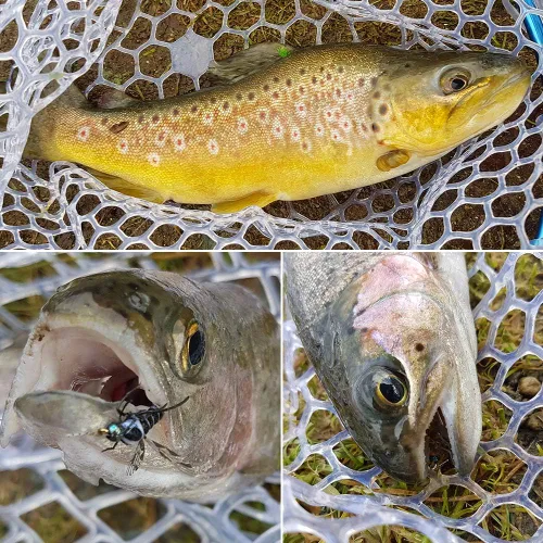 Miniatura 7 de YZD Moscas de pesca con moscas realistas secas y húmedas, ninfa, trucha, kits de señuelos para atar a mano, 12/26/48 piezas.. Kit 4-Cicada 12pcs