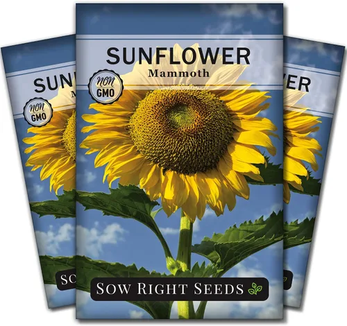 Miniatura 8 de Sow Right Seeds - Semillas de girasol de mamut para plantar - Cultiva girasoles gigantes en tu jardín - Semillas de reliquia sin OMG para plantar un
