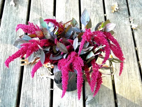 Miniatura 4 de Amaranto Amaranthus Paniculatus Semillas exóticas para plantar en su jardín Más de 400 semillas