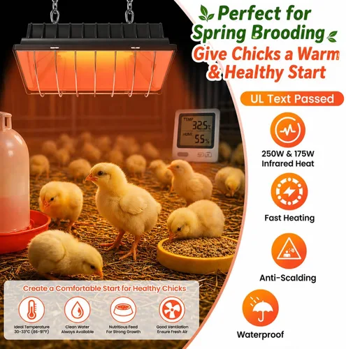Miniatura 2 de Lámpara de calor para pollos, calentador de gallinero para pollitos con 2 bombillas de calefacción (250 W y 175 W), temperatura ajustable y alturas