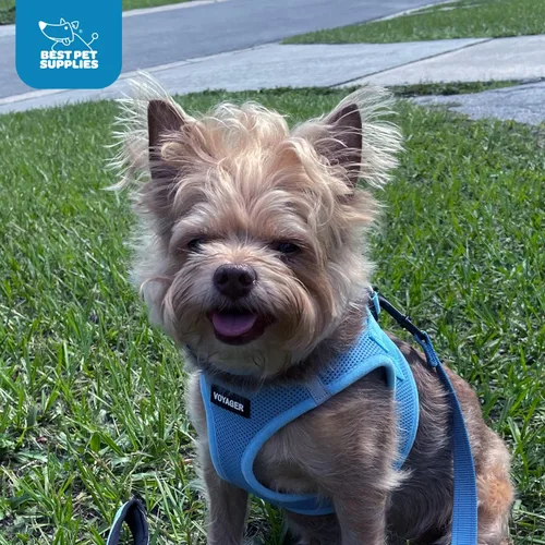 Miniatura 11 de Best Pet Supplies - Arnés de malla para todo tipo de clima, reflectante, antitirones, para perros y gatos pequeños y medianos, con cierre de velcro