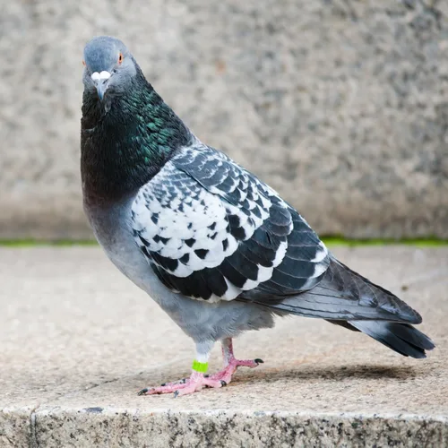 Miniatura 8 de Balacoo 100 bandas coloridas para patas de paloma, anillos de identificación de plástico para pájaros, anillo de pie de pájaro con broche abierto