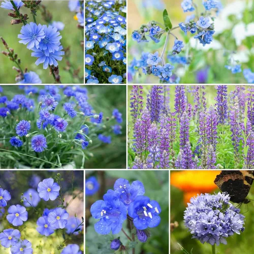 Eden Brothers Singin the Blues - Semillas mixtas de flores silvestres para plantar, 1/4 libras, más de 120,000 semillas con lino azul, altramuces,
