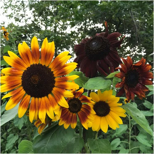 Miniatura 4 de Seed Needs, Paquete de semillas de girasol, recuerdos de fiesta, paquetes prellenados para repartir