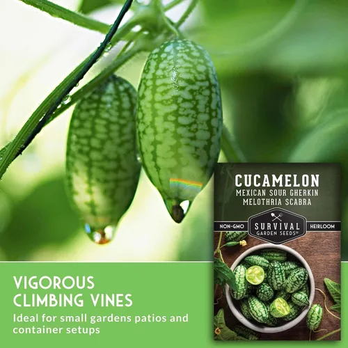 Miniatura 3 de Semillas de Cucamelon para plantar, 1 paquete con instrucciones para plantar y cultivar semillas de pepino de sandía agrias en tu huerto casero