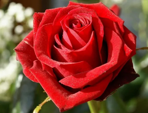 Miniatura 2 de 100 piezas de semillas de rosas flores perennes plantas raras jardín bonsái jardín