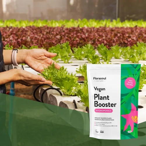Miniatura 9 de Florasoul® Fertilizante orgánico de algas marinas en polvo, nutrientes hidropónicos inodoros (1.1 libras por 100 galones), solución súper Hydro