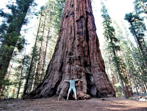 Miniatura 4 de 40 semillas de secuoya gigante Sequoiadendron giganteum Sierra Redwood