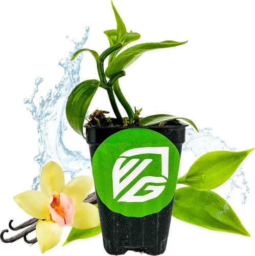 Orquídea de Vainilla de Frijol en Vivo - Vanilla planifolia por Wellspring Gardens - Frijoles de Vainilla Fragantes, Enredadera Versátil, Elegancia