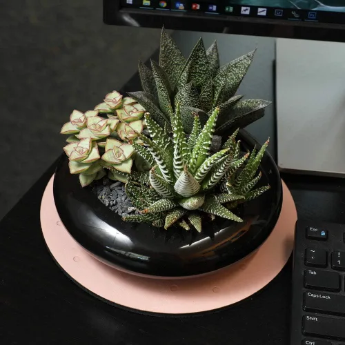 Miniatura 3 de Altman Plants - Juego de suculentas de escritorio para oficina