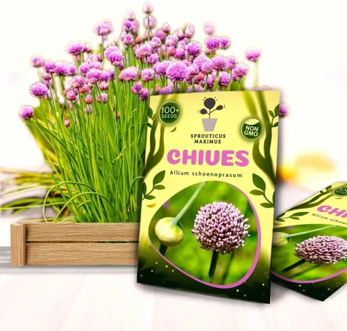 Miniatura 4 de Semillas de cebollino más de 100 semillas para cultivar Allium Schoenoprasum para plantar en primavera u otoño