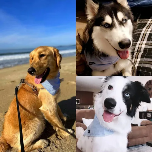 Miniatura 6 de Bandanas de San Valentín para perro, diseño de rayas rosadas, pechera ajustable para razas de perro, lindo pañuelo de algodón para perros pequeños