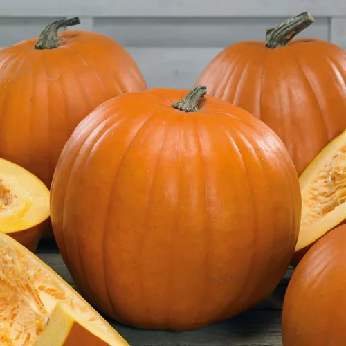 Miniatura 3 de Eden Brothers Semillas de calabaza – Semillas gigantes sin OMG del Atlántico para plantar, paquete Semillas vegetales de alto rendimiento y rápido