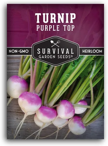 Miniatura 10 de Semillas de nabo para plantar Purple Top Heirloom Variedad sin OMG Vegetal de raíz para jardines domésticos de otoño y primavera – Semillas
