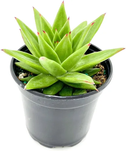 Miniatura 2 de ragnaroc Plantas suculentas vivas – Echeveria Agaviodes Ebony, enraizadas en maceta de 4 pulgadas – 1 unidad – Llegada viva garantizada – Plantas