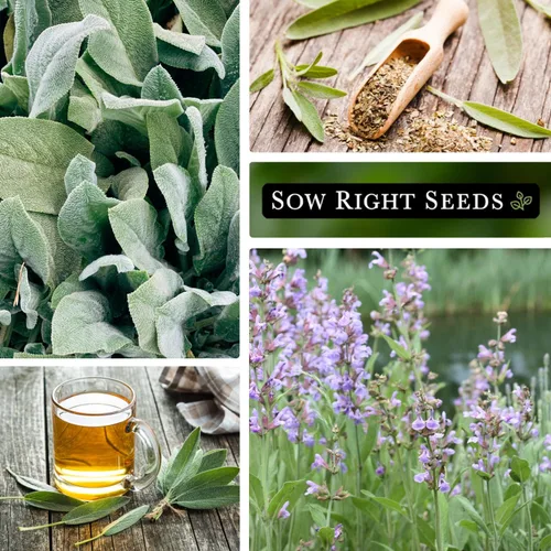 Miniatura 4 de Sow Right Seeds - Semillas de salvia para plantar - Paquete de reliquia sin OMG con instrucciones para plantar y cultivar hierbas de cocina