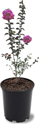 Miniatura 34 de American Plant Exchange Black Diamond Shell Pink Crape Myrtle Tree Live, maceta de 1 galón, 1-1.5 pies de alto, flores rosas vibrantes, tolerantes a