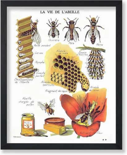 Poster Master Póster vintage de miel, impresión retro de La Vie De L'Abeille, arte de panal de abeja, arte de pared de abeja, regalo para hombres y