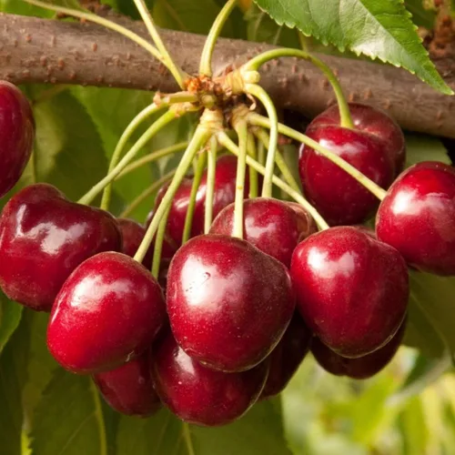 Miniatura 3 de Más de 1500 semillas de árboles frutales para plantar, 400 fresas, 200 arándanos, 300, frambuesa, 300, morera, 200, arándano, 20 cereza, 6 paquetes