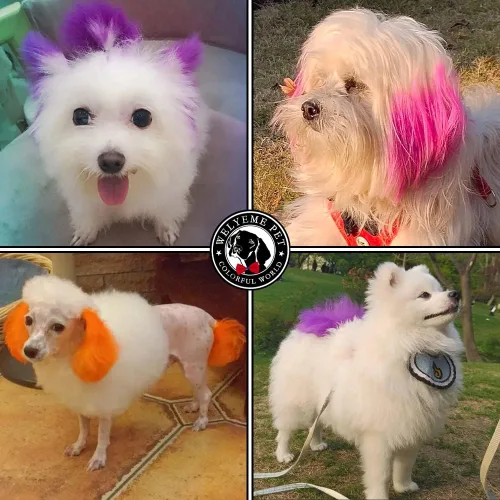 Miniatura 2 de Tinte para el Cabello Arcoíris para Mascotas, Permanente, Profesional, Color Brillante para Perros y Caballos