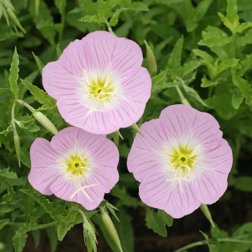 Miniatura 6 de Outsidepride Semillas de onagra vistosas – Semillas de flores perennes, resistentes, fáciles de cultivar y de bajo mantenimiento para plantar flores