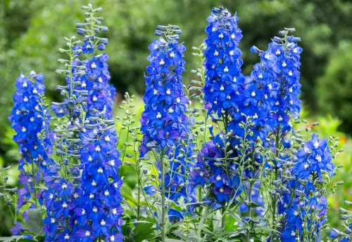Miniatura 2 de Blue Delphinium Flower Seeds - Más de 100 semillas - Cultiva flores silvestres majestuosas de Delphinium - Fabricado en Estados Unidos