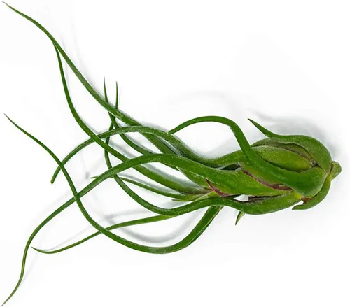 Miniatura 9 de Tillandsia Plantas de aire vivas de interior (paquete de 100), plantas de aire, recuerdos de fiesta a granel o recuerdos de boda, plantas vivas