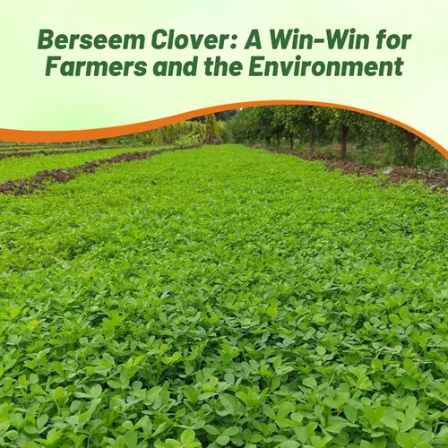 Miniatura 6 de Outsidepride - Semilla de trébol berseem para parcelas de alimentos, forraje de ganado y cultivos de cobertura, 10 lb