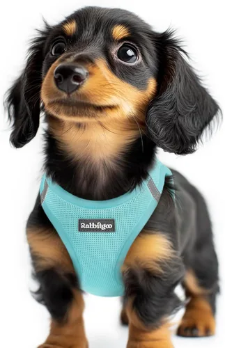Miniatura 148 de rabbitgoo Arnés para perro pequeño, chaleco de malla suave para cachorros con hebilla de seguridad, arnés reflectante transpirable para mascotas