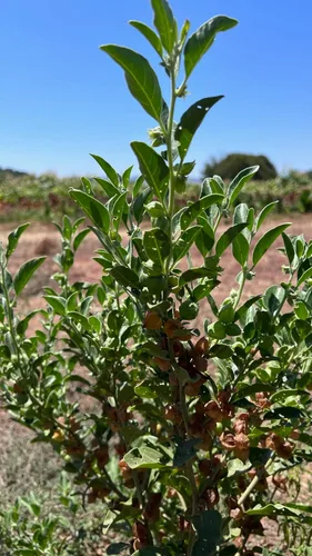 Miniatura 4 de Plant Good Seed Semillas orgánicas de Ashwagandha para plantar: hierba ayurveda, raíces blancas - Paquete de 80 semillas