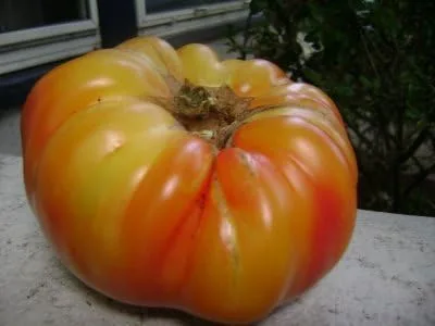 Más de 75 semillas de tomate Mr Stripey Heirloom