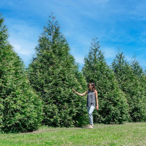 Miniatura 7 de Perfect Plants Thuja Verde Gigante de 1 Galón Árbol de Privacidad Siempreverde Arborvitae Follaje Verde Abundante Adaptable