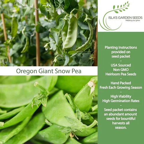 Miniatura 2 de Semillas de guisantes de nieve gigantes de Oregon para plantar, más de 25 semillas de reliquia por paquete, semillas de jardín de Isla