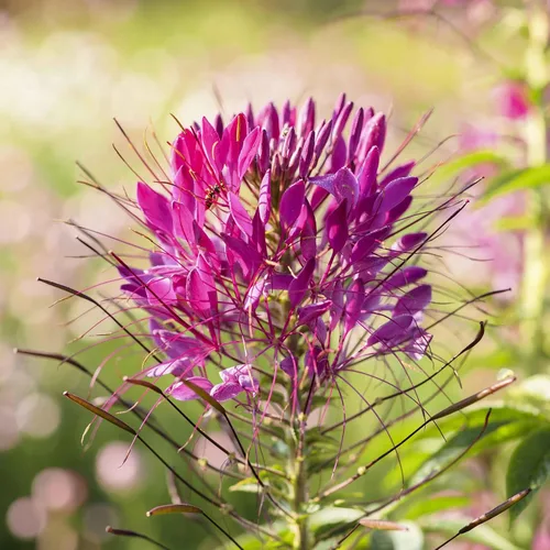 Miniatura 7 de Eden Brothers Cleome Seeds - Cherry Queen