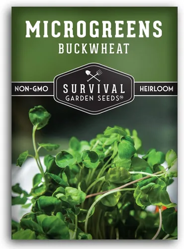 1 paquete de semillas de microgreens de trigo sarraceno para plantar y cultivar – Planta plantas de microvegetales de hoja verde en interiores –