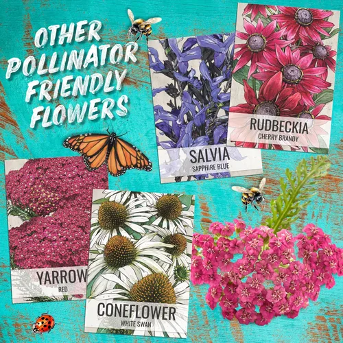 Miniatura 8 de Seed Needs Semillas de algodoncillo naranja para plantar malezas de mariposa, semillas de flores perennes sin tratar para cultivar un jardín
