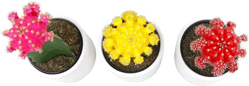 Miniatura 5 de Plantas de cactus injertadas vivas en macetas blancas (3 unidades), planta de cactus vivo en mezcla de tierra de cactus, mini cactus vivos, plantas