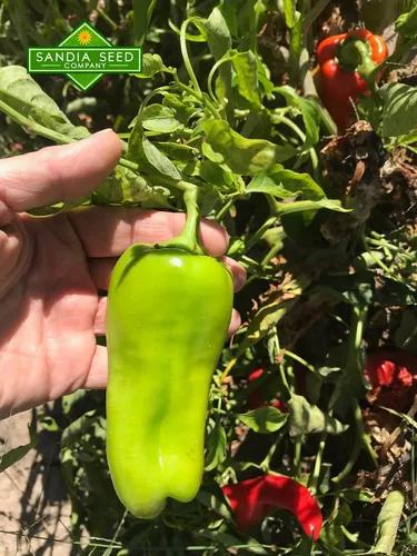 Miniatura 2 de Cubanelle - Pimiento dulce italiano para freír, 10 semillas, sin OMG