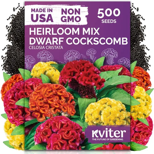 Miniatura 9 de KVITER 500 semillas de caléndula Cracker Jack (Tagetes Erecta) – Caléndula africana, flor gigante, semillas de reliquia sin OMG – Semillas de flores