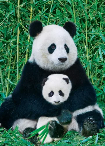 Miniatura 2 de EuroGraphics Panda and Baby 6000-0173 - Rompecabezas de 1000 piezas, multicolor