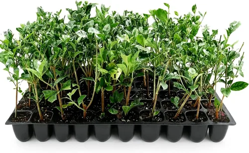 Belmont Gardenia Jasminoides | 30 plantas vivas, flores fragantes, follaje de hoja perenne, uso en interiores y exteriores, bajo mantenimiento,