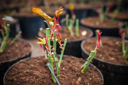 Miniatura 2 de 4 esquejes de rosales rojos trepadores para crecer, sin raíces, 4 esquejes de rosales rojos para propagar, hermosos rosales perennes