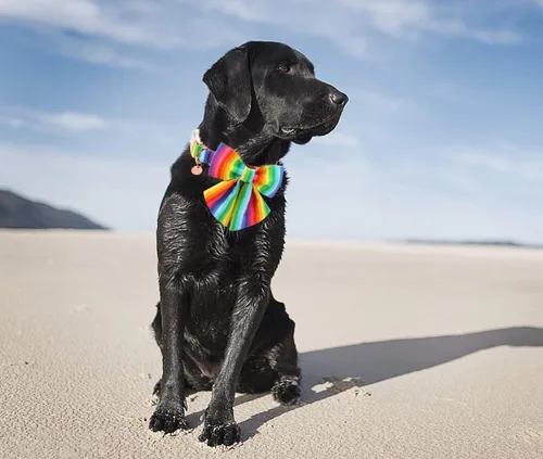 Miniatura 4 de DOGWONG Collar de perro de verano con pajarita X: arco iris lgbt
