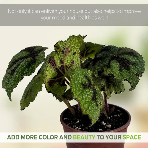 Miniatura 2 de LEAL PLANTS ECUADOR Begonia Cruz de Hierro, paquete de 2 unidades, Begonia de hojas pintadas para decoración, impresionante planta de follaje