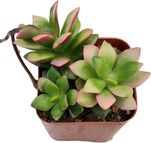 Miniatura 9 de Fat Plants - Colección de suculentas colgantes