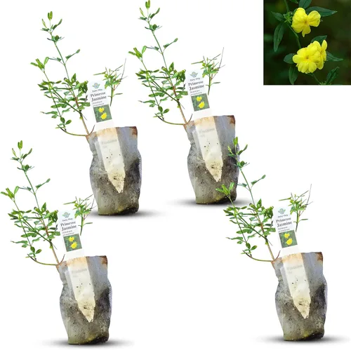Miniatura 51 de Hibisco Rosa. rosa-sinensis. Planta Viva - Hibisco Tropical Floreciente, Flores Bonitas, Usado en Té y Jugo (2 Plantas de Hibisco Rosa)