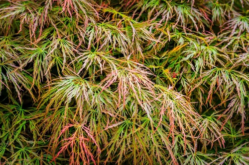 Miniatura 4 de 10 Weeping LACELEAF Maple Japanese Acer Palmatum Dissectum Green Yellow Red Tree Seeds